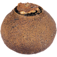 19400.00 - Черный чай Citrus в апельсине с маслом лайма