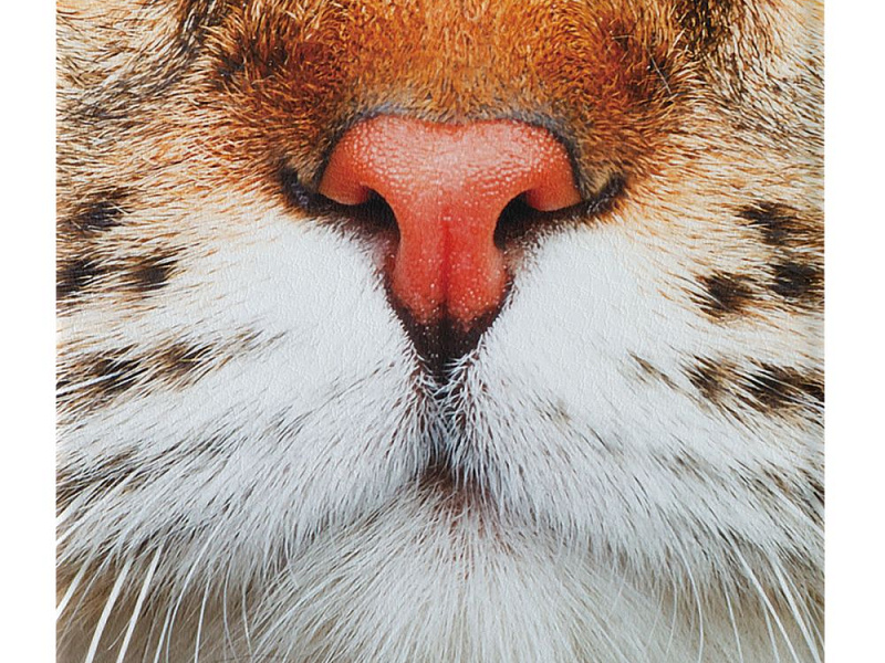 Зеркало «Кис-Kiss», квадратное