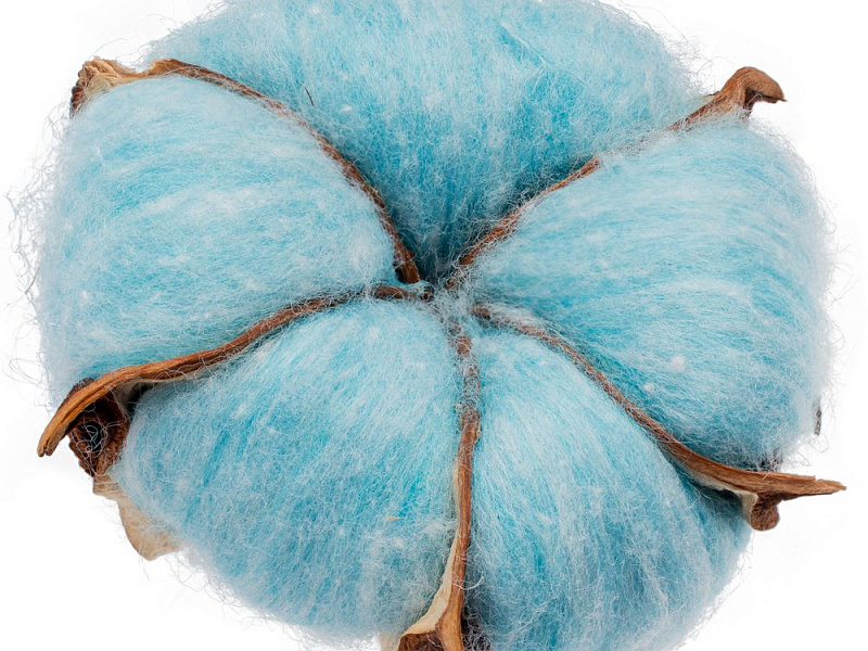 Цветок хлопка Cotton, голубой