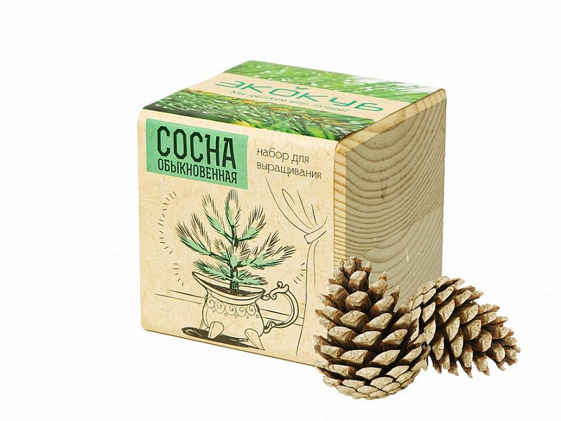 Набор для выращивания «Экокуб», сосна