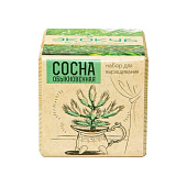 Набор для выращивания «Экокуб», сосна