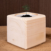 Набор для выращивания «Экокуб», ель голубая